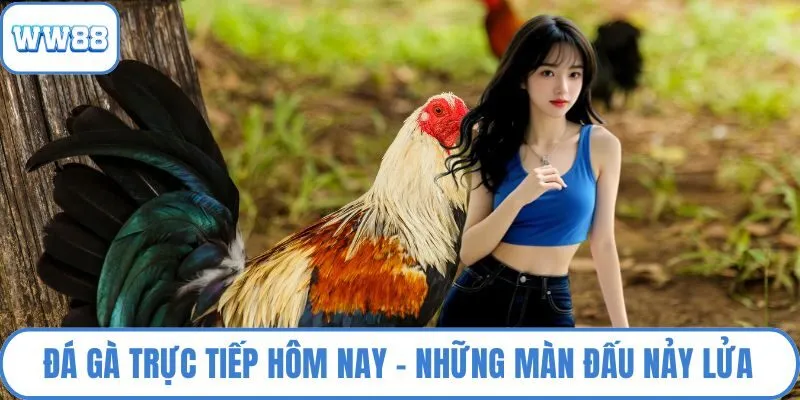 Đá gà trực tiếp hôm nay