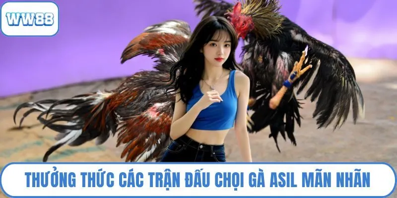 Thưởng thức các trận đấu chọi gà Asil mãn nhãn
