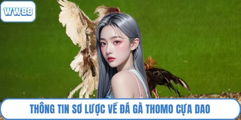 Thông tin sơ lược về đá gà Thomo cựa dao