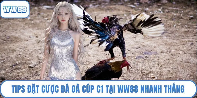 Tips đặt cược đá gà cúp C1 tại WW88 nhanh thắng